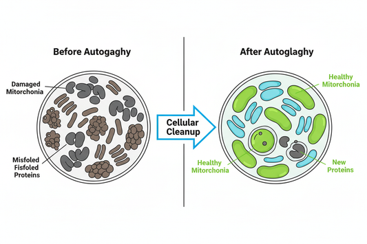 FEB 10 - How Autophagy Supports Your Weight Loss Journey
