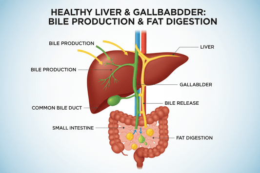 FEB 16 AM - Bile Deficiency and Fat Digestion Problems: How Low Bile Prevents Weight Loss